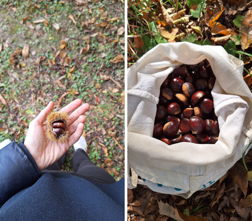 chestnuts forage